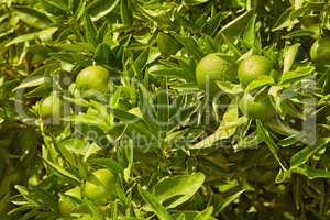 Closeup of green mandarin oranges or citrus lime growing on lush tree branch on sustainable orchard farm in remote countryside. Farming fresh and healthy snack fruit for nutrition, diet and vitamins