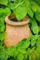 Closeup of a used clay pot plant for greenhouse gardening. Lush green leaves and overgrown garden background with copy space. Texture detail on ceramic flower holder in a home backyard n spring