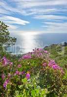 Pink ivy geranium flowers growing in their natural habitat with the ocean in the background. Lush landscape of pelargonium plants in a peaceful and uncultivated reserve with the sea on the horizon