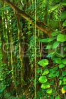 Trees and bushes in a lush green forest in Hawaii, USA. Magical woods with beauty in nature, beautiful and mysterious quiet outdoors. Quiet morning in a peaceful rainforest with vibrant greenery
