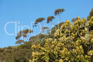 Beautiful flowers, plants, and trees on a mountain in South Africa, Western Cape. Landscape view of growing vegetation and greenery in a natural environment for calmness and peace in nature in summer