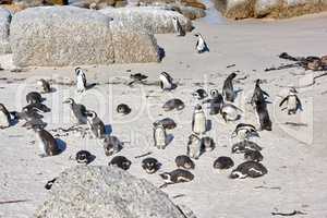 Group of penguins sunbathing near boulders. Flightless birds in their natural habitat. Colony of endangered black footed or Cape penguin species at sandy Boulders Beach in Cape Town, South Africa