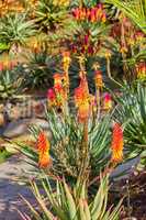 A garden with Candelabra Aloe growing on a sunny summer afternoon. Bright and vibrant plants planted outdoors in a backyard or lawn on a spring day. Land with agricultural foliage in the sun