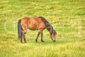 Brown horse eating grass in a meadow near the countryside. One stallion or pony grazing on an open field with spring green pasture. Chestnut livestock enjoying the outdoors on a ranch or animal farm