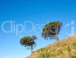 Trees growing on a mountain slope against a clear blue sky background with copy space. Remote and rugged nature reserve on a sunny summer day. Lush green landscape from below in a peaceful field