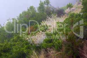 Closeup of burnt Fynbos growing on Lions Head in South Africa. The aftermath of a wildfire on a mountain landscape with copyspace. Thick smog air showing survived green dense bushes, plants and trees