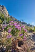 Copyspace with scenic landscape of Table Mountain National Park, Cape Town, South Africa. Pink wild flowers thriving on a mountainside against a blue sky. Nature has many species of flora and fauna