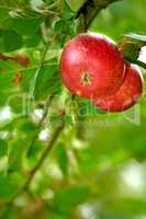 Closeup of red apples growing on an apple tree branch in summer with copyspace. Fruit hanging from an orchard farm tree with bokeh and copy space. Sustainable organic agriculture in the countryside