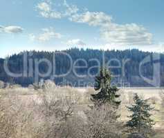 Tall pine tree growing in a forest on a natural conservation. Sunny day over hill ridges in an autumn nature landscape. Rural alpine field during a dry season, brown grass and bare trees