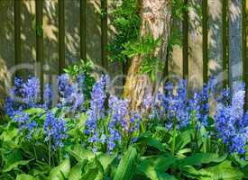 Landscape view of common bluebell flowers growing and flowering on green stems in private backyard or secluded home garden. Textured detail of blooming blue kent bells or campanula plants blossoming