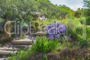 Purple daisies or aster flowers growing along scenic hiking and trekking trail in Table Mountain National Park, Cape Town, South Africa. Lush green shrubs, trees and bushes in serene nature reserve