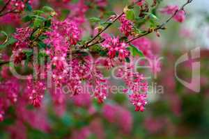 Colorful pink flowers growing in a garden. Closeup of beautiful ribes sanguineum or flowering currants with vibrant petals from the gooseberry species blooming and blossoming in nature during spring