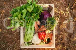 A flatlay of freshly harvested vegetables in a wooden box. A basket of various vegetables produced on a farm
