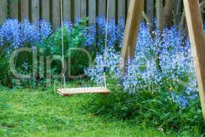 Fun garden swing with common bluebell flowers growing and flowering on green stems in private, secluded home backyard. Textured detail view of blooming blue kent bells or campanula plants blossoming