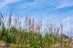 Pink wild watsonia flowers growing on hill against a blue cloudy sky. Low angle of purple Bugle Lily plants blooming between rocks and grass with copy space. Indigenous South African Iridaceae blooms