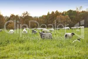 Sheep on a farm in the countryside city of Bodo and its surroundings. Animals grazing on green pastures or meadows in their natural habitat. Cattle looking and walking around a field in a rural area