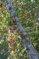 Red rowan berries growing on a tall tree in the woods from below. Mountain ashes growing in a thick dense forest in the Himalayas. Natural habitat or ecosystem for a thriving plants and vegetation