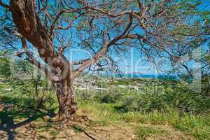 Green tree growing on a lookout point with views of Koko Head, Hawaii on a sunny day. Outdoor nature with breathtaking scenic views overlooking an island, peaceful harmony of a tropical rainforest