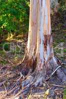 Landscape view of stripped bark off tree in forest during the day. Exploring the woods and mother nature on the weekend. Recreation hike and adventure in lush green foliage and remote wilderness area