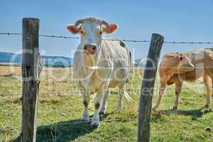 Raising and breeding livestock animals in agribusiness for cattle and dairy industry. Curious cow, one white charolais cow standing behind a barb wire fence on a sustainable farm in the countryside.