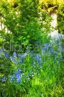 Bluebell flowers grow in a beautiful garden with lush green bush and grass. Decorative object plants in an ecological backyard near foliage. Botanic area in a backyard during a warm spring day