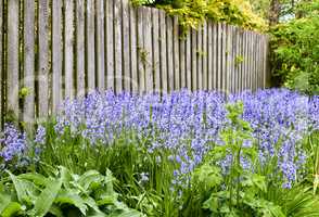 A vibrant bunch of Bluebell flowers growing in a backyard garden on a summer day. Colorful and bright purple plants bloom during spring outdoors in nature. The details of botanical foliage in a yard