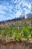 Lush purple vygie flowers and shrubs growing among the grass on Table Mountain in Cape Town, South Africa. Flora and plants in a peaceful ecosystem and uncultivated nature reserve in summer