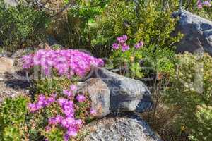 Pink aster fynbos flowers growing on rocks on Table Mountain, Cape Town, South Africa. Lush landscape of shrubs with colorful flora and plants in a peaceful and uncultivated nature reserve in summer