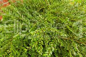 Closeup of a green bush growing by a brick wall in a backyard of a house, building, or home. Lush leafy or evergreen garden plants outdoors on a lawn on a summer day. A spring day with bright leaves