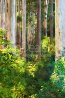 Summer nature growth in a green forest. Low angle landscape of many trees in a remote woods with wild plants and vines growing on the ground. Beautiful foliage in an eco friendly environment