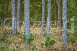 Beautiful summer forest with pine trees. A scenic view of tall pine trees forest. The landscape view of the evergreen forest with fresh green and dry grasses in the lush foliage. A natural background