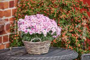 Beautiful florists daisy flowers, planted in wicker basket in a backyard garden. Pink flowerheads blooming and blossoming outside. Wild flowering plants used for gardening decoration