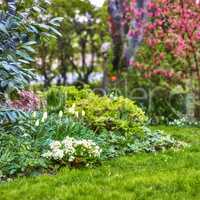 Flora growing and blooming in a secluded park or field. Beautiful white tulips in the backyard garden in summer. Scenic landscaping of flowers, plants, and greenery on an empty lawn in spring.