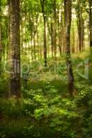 Peaceful and magical views in the park, woods or jungle. Wild trees growing in a forest with green plants and shrubs. Scenic landscape of tall wooden trunks with lush leaves in nature during spring.