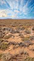 A hot summer day in a dry highland savanna in south Africa with a cloudy sky copyspace. An empty landscape with green shrubs on barren land. Wild uncultivated field with copy space and thorny bushes