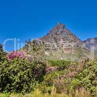 Panorama of Lions Head Mountain in Cape Town, South Africa during summer holiday and vacation. Scenic landscape view of fresh green trees growing in a remote hiking area.