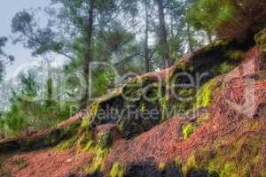 Landscape view of fir, cedar or pine trees growing in quiet forest in La Palma, Canary Islands, Spain. Environmental nature deforestation and cultivation of resin plants in remote coniferous woods