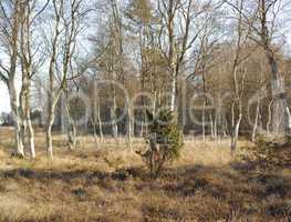 Pine trees growing in a forest with dry grass during the autumn season. Landscape of tall and thin trunks with bare branches in nature during fall. Uncultivated and wild flora growing in the woods