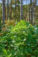 Oak tree plant growing in a forest in summer. Nature landscape of green lush leaves on trees with spring growth in the woods. Bright wild plants in an eco friendly environment or park during the day