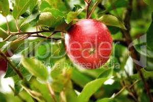 Closeup of a red apple growing on an apple tree branch in summer with bokeh. Fruit hanging from a sustainable orchard farm tree, macro details of organic juicy fruit, agriculture in the countryside