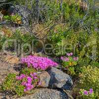 Above shot of purple drosanthemum floribundum succulent plants growing outside in their natural habitat. Nature has many species of flora and fauna. A bed of flowers in a thriving forest or woods