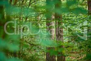 Leafy and scenic landscape with fresh green deciduous trees in a remote nature environment. View of a saturated coniferous forest with vibrant leaves in spring. Closeup of an abundant lush forest