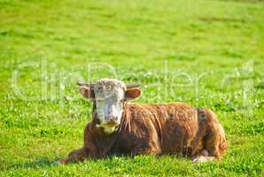 One cow sitting on a green field in rural countryside with copy space. Raising and breeding livestock cattle on a farm for beef and dairy industry. Landscape one animal on pasture or grazing land