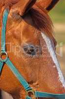 Closeup of a brown horse with a harness. Face and eye details of a racehorse. A chestnut or bay horse or domesticated animal with soft, shiny mane and coat. A pony outside on a farm or a ranch