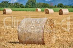 Hay field with round bales of straw rolled up in the countryside on a farm during autumn harvest. Landscape of colorful golden cereal grain on an open field with green grassy forest in the background