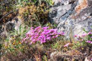 Above shot of purple drosanthemum floribundum succulent plants growing outside in their natural habitat. Nature has many species of flora and fauna. A bed of flowers in a thriving forest or woods