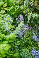 Purple spanish bluebell flowers growing, flowering on green stems in lush green bushes and shrubs in remote meadow or home garden. Textured detail of backyard campanula plants blossoming and blooming