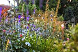 Cultivated garden with bright and vibrant flowers growing outdoors in a backyard on a spring day. Purple globe thistle grown in a botanic enviroment. Various plant species in green bush in lush yard