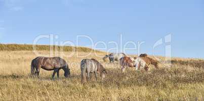 Team, harras, rag, stud, group, string of various wild horses grazing on grass in an open field during the day. Animal wildlife in their natural habitat outside. Stallions on a stud farm, dude ranch