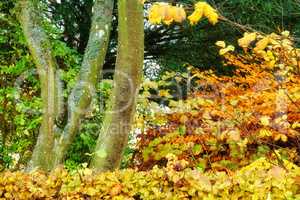My garden. Colorful autumn forest with yellow and orange leaves. Beautiful nature landscape of tree trunks and wild bright color plants. Eco friendly woods with lush foliage during fall season.